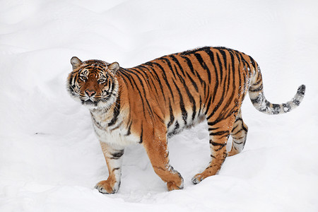 站在白色冬雪中的西伯利亚虎
