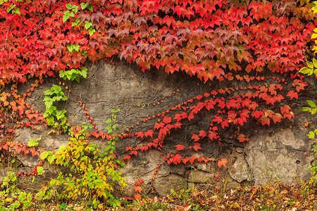 石墙上有红叶的植物
