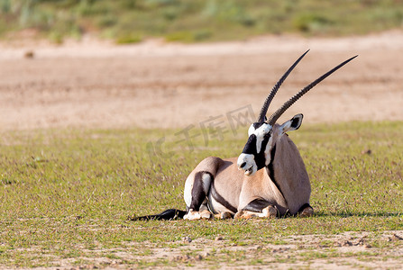 卡拉哈里摄影照片_大羚羊，羚羊瞪羚在卡拉哈里
