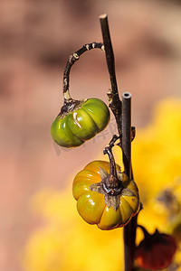 科学上称为 Solanum integrifolium 的南瓜树