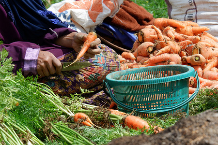 农民在地里收割胡萝卜