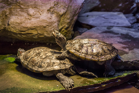坎伯兰滑龟站在另一只乌龟上，高高地抬起头