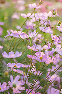 花园里粉色、白色、紫色和红色的宇宙花，柔软的 f