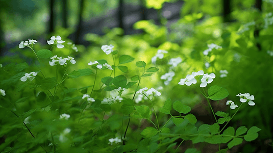 绿色唯美树叶摄影照片_春季谷雨绿色叶子花开自然