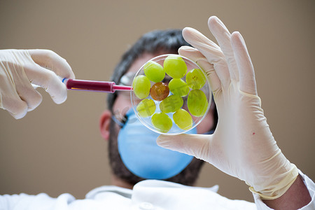 创造转基因葡萄的科学家