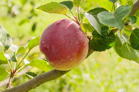 红心火龙果树摄影照片_果园里树上有水滴的苹果