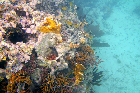 墨西哥坎昆玛雅里维埃拉珊瑚礁