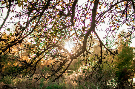 森林中新鲜的黄色叶子在中间框住太阳并形成光线。