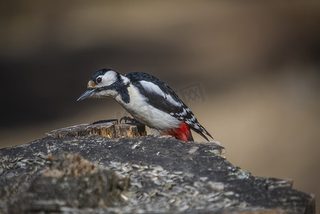 “大斑啄木鸟，dendrocopos major”