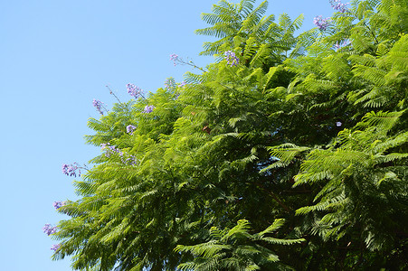 Jacaranda Mimosifolia 蓝天背景紫色花朵的 Jacaranda 蕨树枝特写
