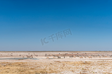 水袋气球摄影照片_大羚羊、跳羚、鸵鸟和 Burchells 斑马在水坑