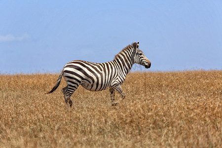 草原赛马摄影照片_斑马在马赛马拉国家公园的草地上行走
