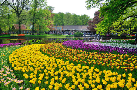 霍拉库肯霍夫公园的粉色、黄色、紫色和白色郁金香