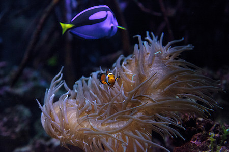 小丑鱼 Amphiprioninae 和皇家蓝塘