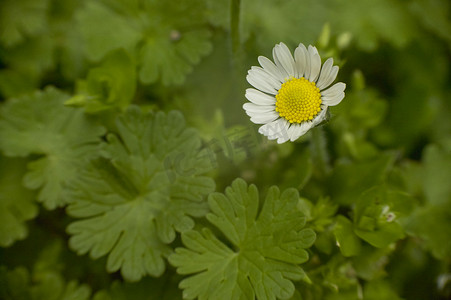 野百合摄影照片_绿草环绕的雏菊