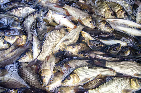 水产底纹摄影照片_桶中养鱼场的鲤鱼幼鱼被运输到水库中