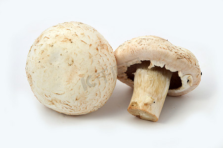 培养蘑菇的新的和高质量的图像