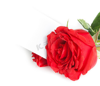 红玫瑰和白色背景文本的空白礼品卡