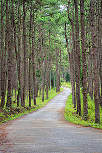 美丽的小路与自然松树在夏季阳光下在乡村森林