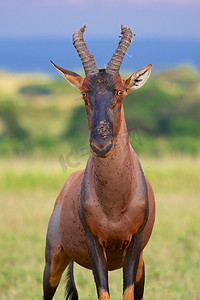 草原赛马摄影照片_肯尼亚马赛马拉国家公园的羚羊肖像