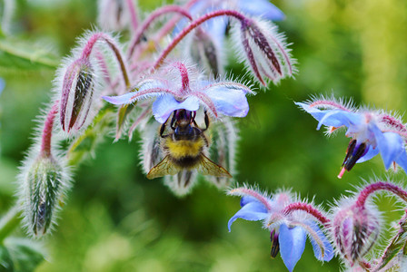 大黄蜂和琉璃苣花。