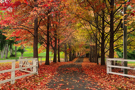 秋天落叶公路摄影照片_秋天枫树林立的车道