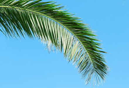 在蓝天背景的棕榈树枝