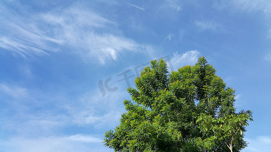 天空浅蓝摄影照片_有浅蓝天和云彩背景的绿树