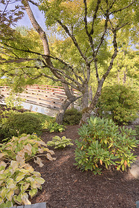 植物盆景摄影照片_俄勒冈州格雷欣的日本花园。