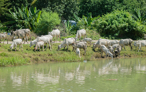 奶牛在河岸喝水