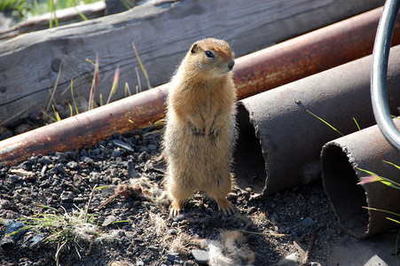 楚地摄影照片_在金属管附近的北极地松鼠