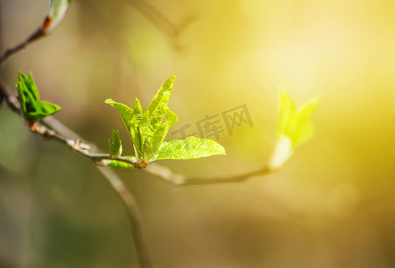 春天绿芽摄影照片_春天森林里树枝上的绿芽。