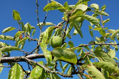 青梅摄影照片_高高生长在果树上的单青梅