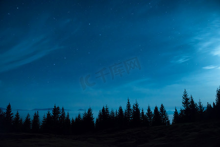 松树森林在月亮和蓝色黑暗的夜空下