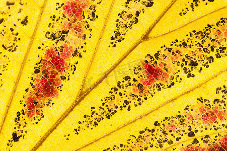 Parrotia persica 树叶在秋天，通常称为波斯