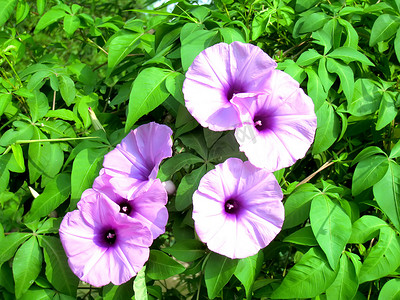 紫花风铃摄影照片_紫花