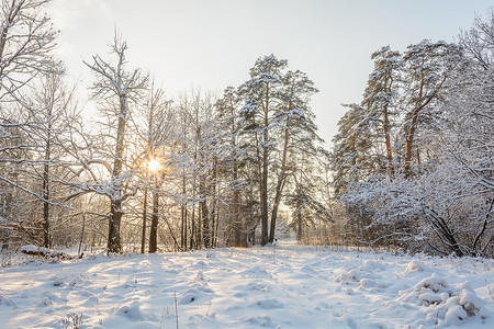 雪天摔跤摄影照片_森林、树林、树木、雪天的冬季路径
