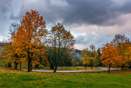 秋天山路上的黄树