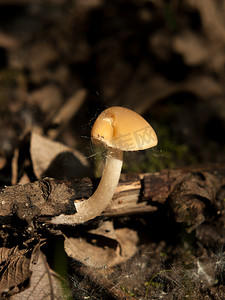 关闭在林地地板宏观的小棕色盖帽蘑菇
