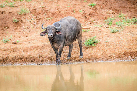 非洲水牛在镜头前担任主角。