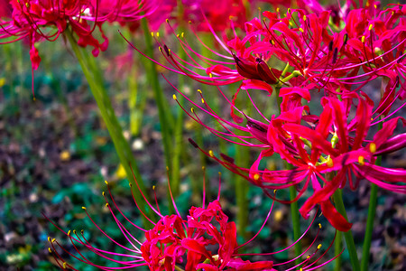 红蜘蛛摄影照片_红蜘蛛百合 lycoris radiata cluster amaryllis higanbana