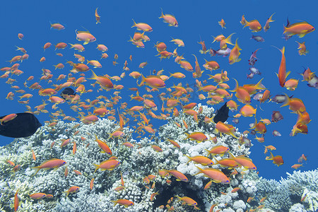 珊瑚礁与热带海洋中的 Anthias 鱼群，水下
