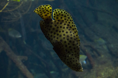 水族馆里自负的鱼，鱼的特写肖像。