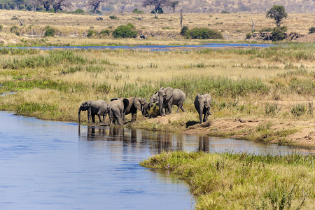 大象耳朵摄影照片_喝水的大象