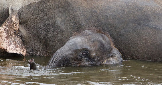 可爱的小象正和他的父母一起游泳