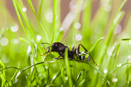蚂蚁工作摄影照片_大蚂蚁在草地上露水