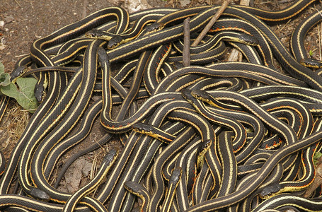 红边吊带蛇，Thamnophis sirtalis parietalis