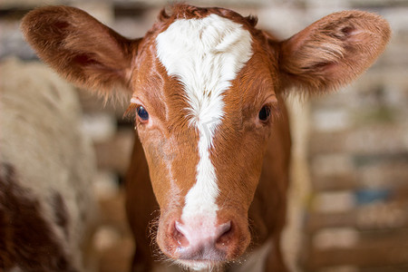 特立独行摄影照片_在农场的红色小母牛小牛头
