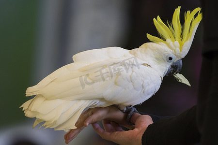 cacatua摄影照片_natur 上的硫磺凤头鹦鹉或 cacatua galerita 的图像