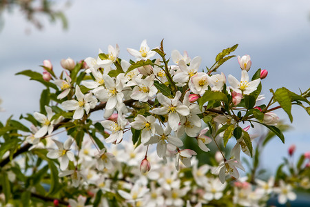花开朵朵摄影照片_果树的枝条上开着朵朵白花。